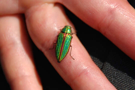 Imagem de Buprestis aurulenta Linnaeus 1767