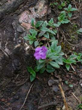 Image of Clinopodium alpinum (L.) Kuntze