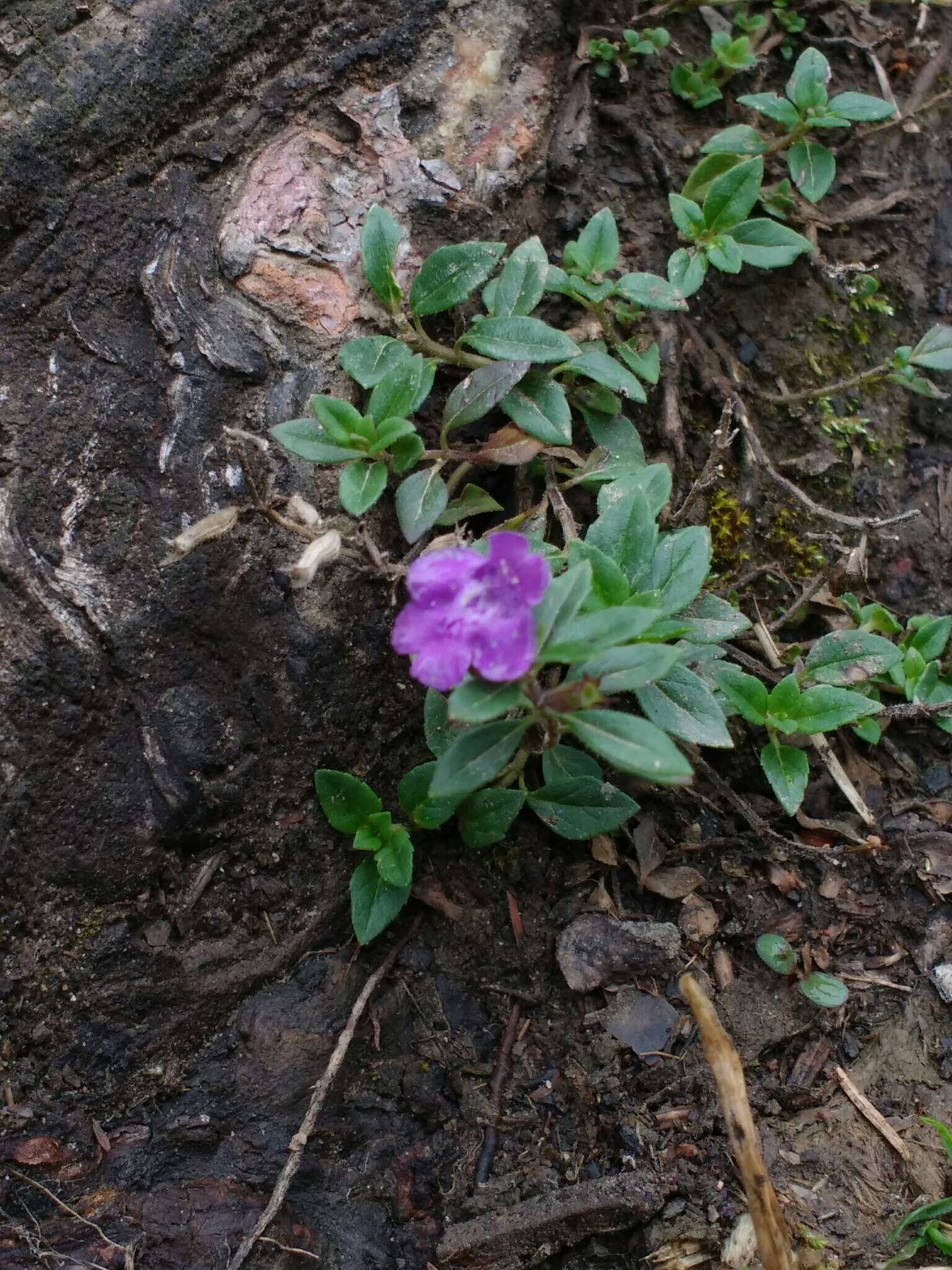 Image of Clinopodium alpinum (L.) Kuntze