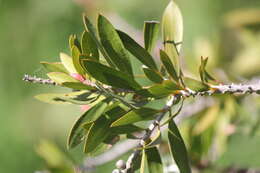 Image of scarlet bottlebrush