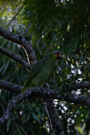 Imagem de Amazona autumnalis (Linnaeus 1758)