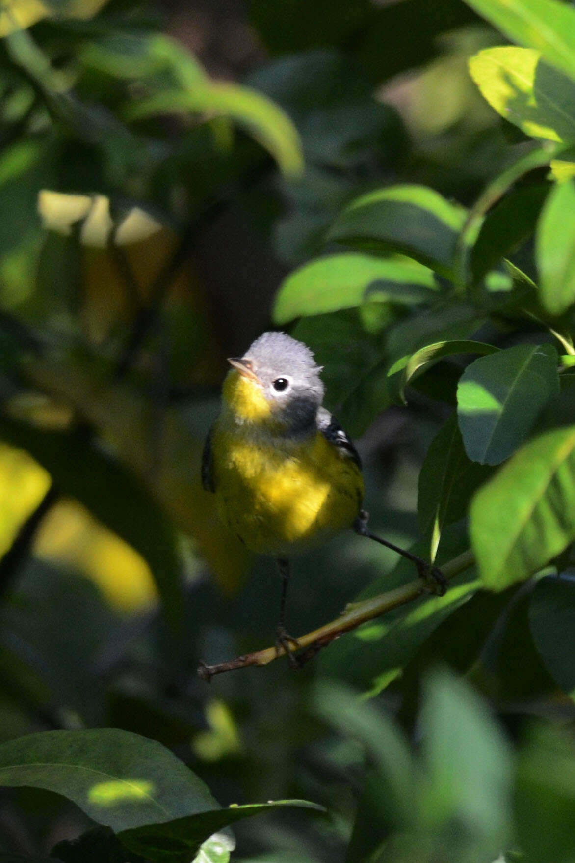 Image of Magnolia Warbler