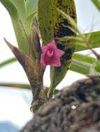 Image of Maxillaria paleata (Rchb. fil.) Ames & Correll