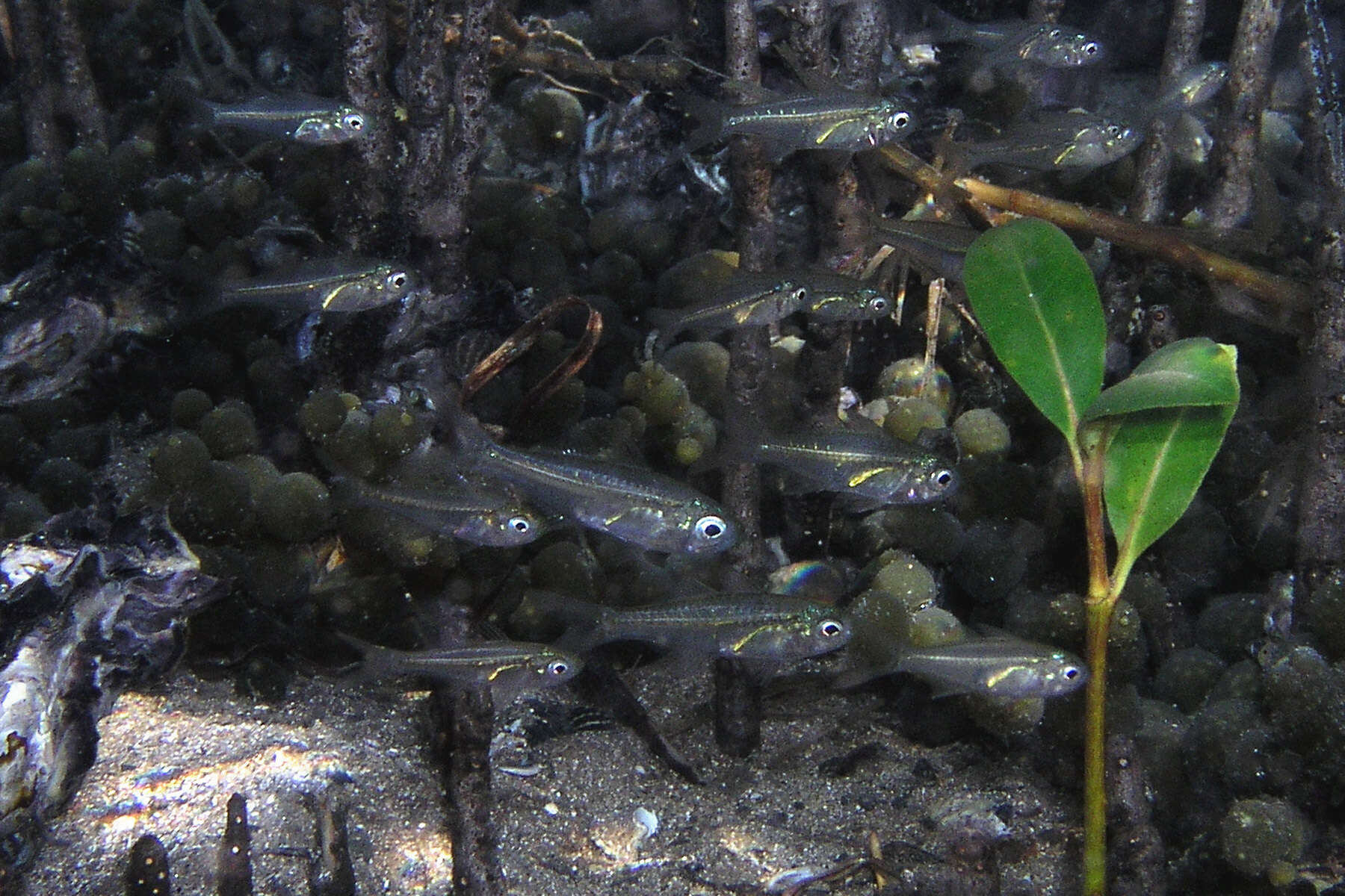 Image of Port Jackson glassfish