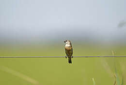 Image of Marsh Seedeater