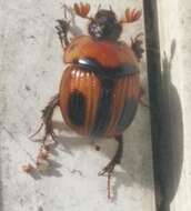 Image of Bolbocerosoma confusum Brown 1928