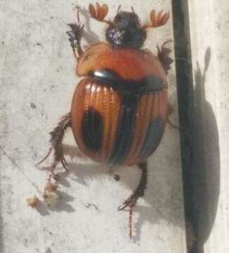 Plancia ëd Bolbocerosoma confusum Brown 1928