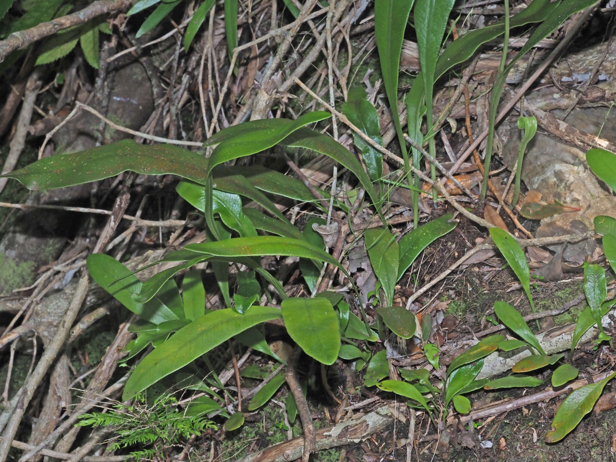 Image of Elaphoglossum angustatum (Schrad.) Hieron.