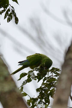 Image of Aratinga nana