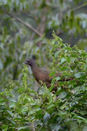 Image de Ortalide chacamel