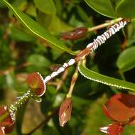 Image of Leioscyta spiralis Haviland