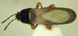 Image of Dimorphopterus blissoides (Baerensprung 1859)