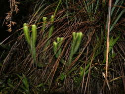 Image of Phlegmariurus firmus (Mett.) B. Øllg.