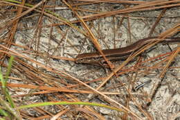 Image of Coal Skink