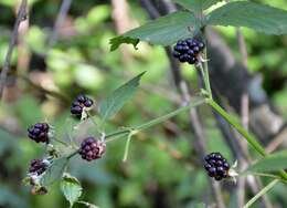 Image de Rubus polonicus Barr. ex Weston