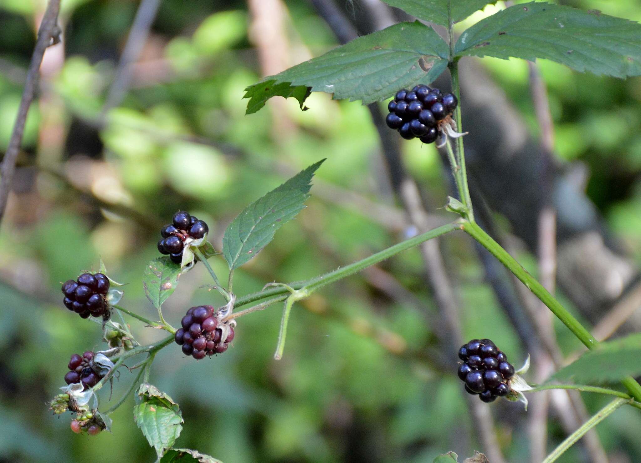 Image de Rubus polonicus Barr. ex Weston