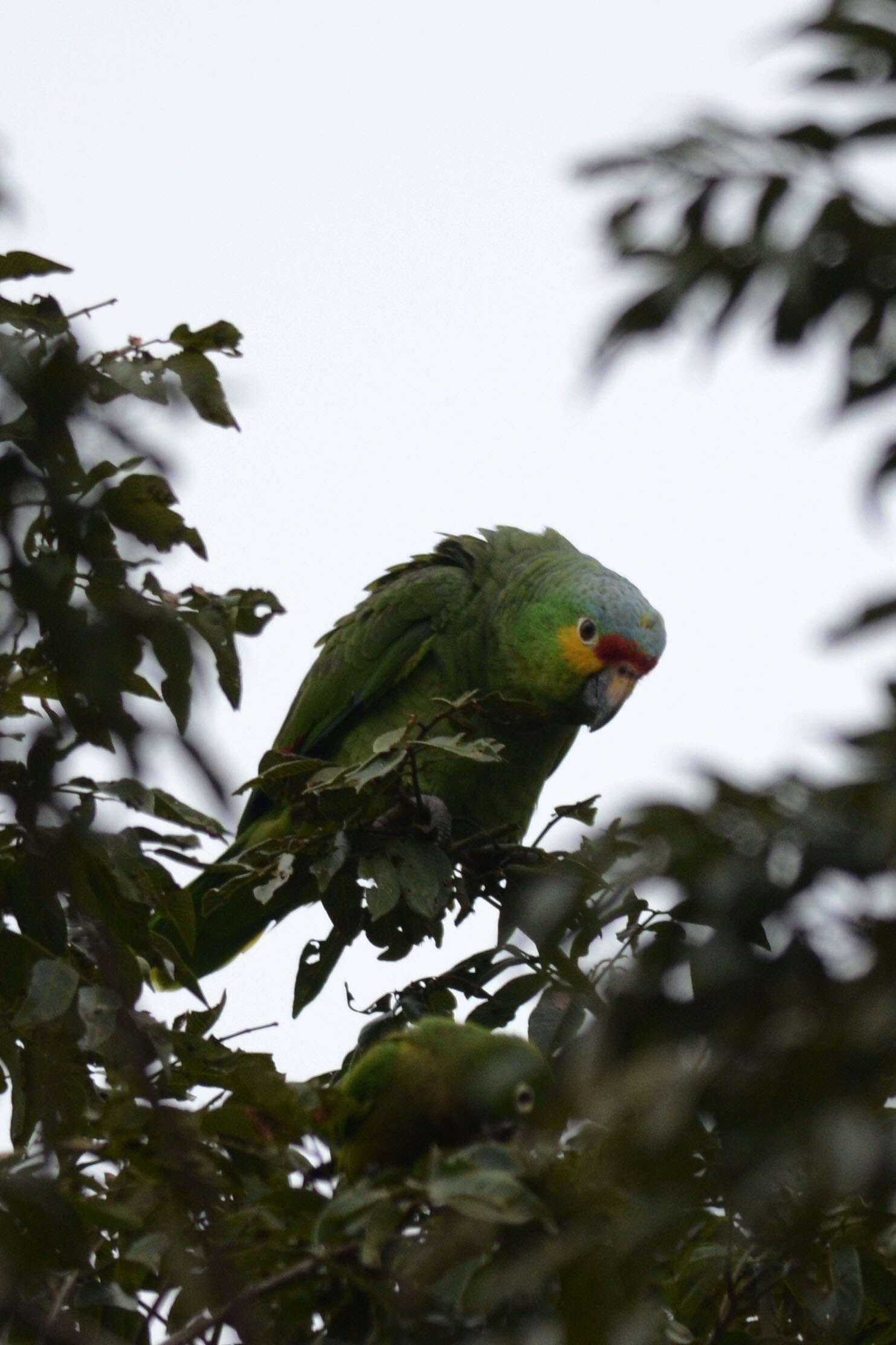 Imagem de Amazona autumnalis (Linnaeus 1758)