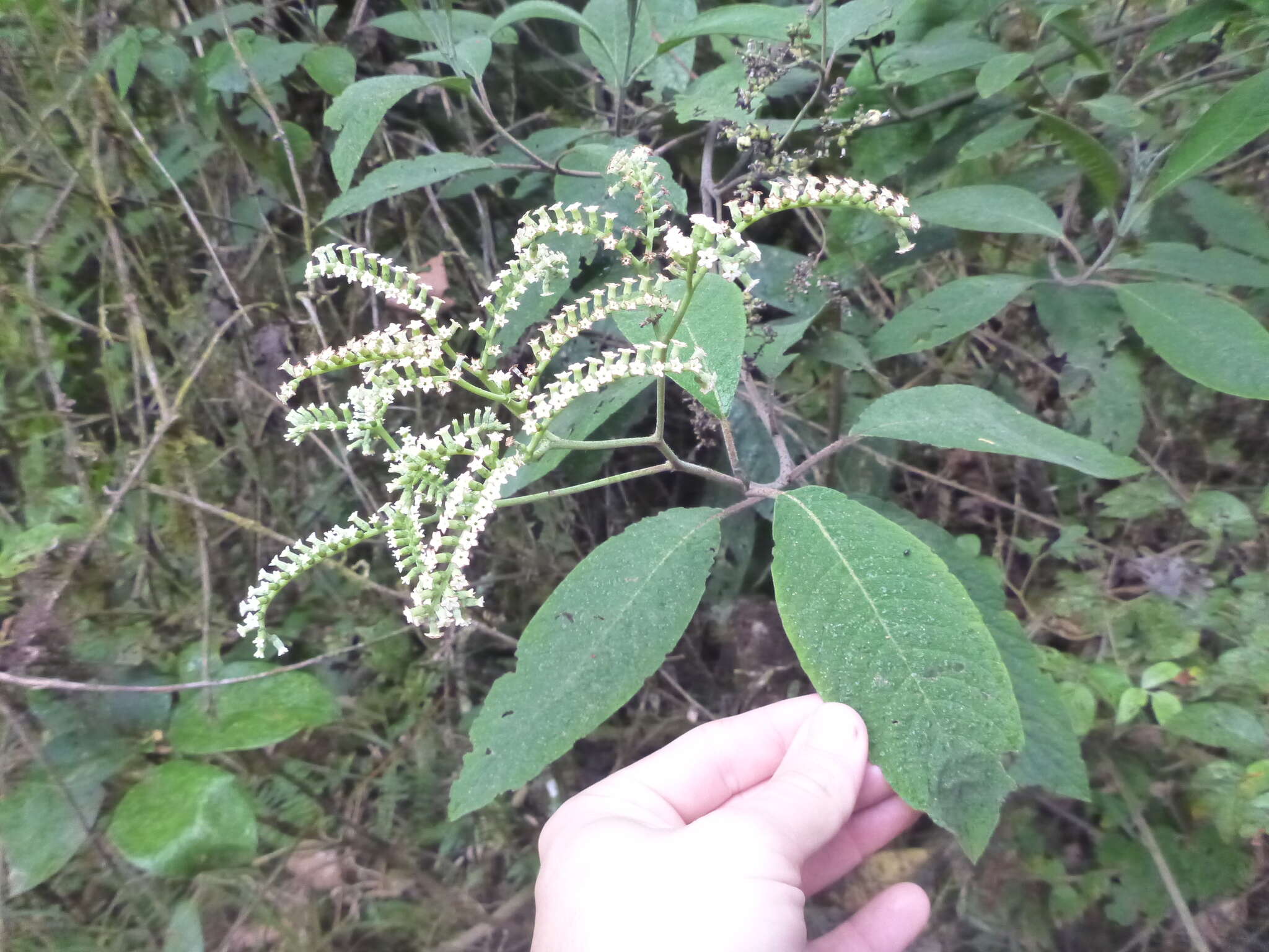 Imagem de Tournefortia pubescens Hook. fil.