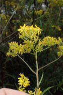 Image of <i>Senecio <i>linearifolius</i></i> var. linearifolius