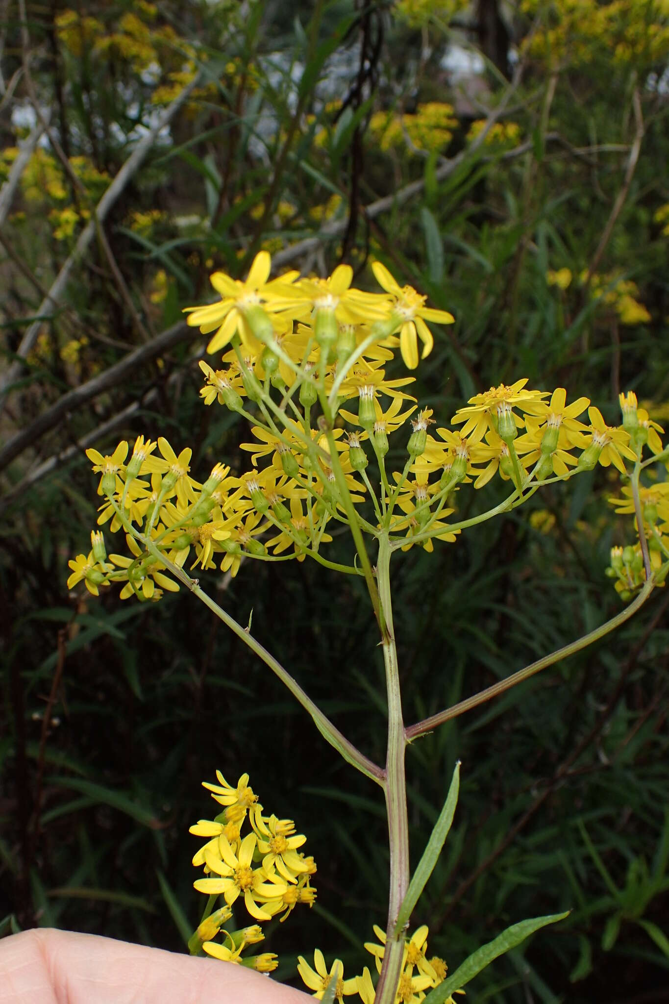 Image of <i>Senecio <i>linearifolius</i></i> var. linearifolius