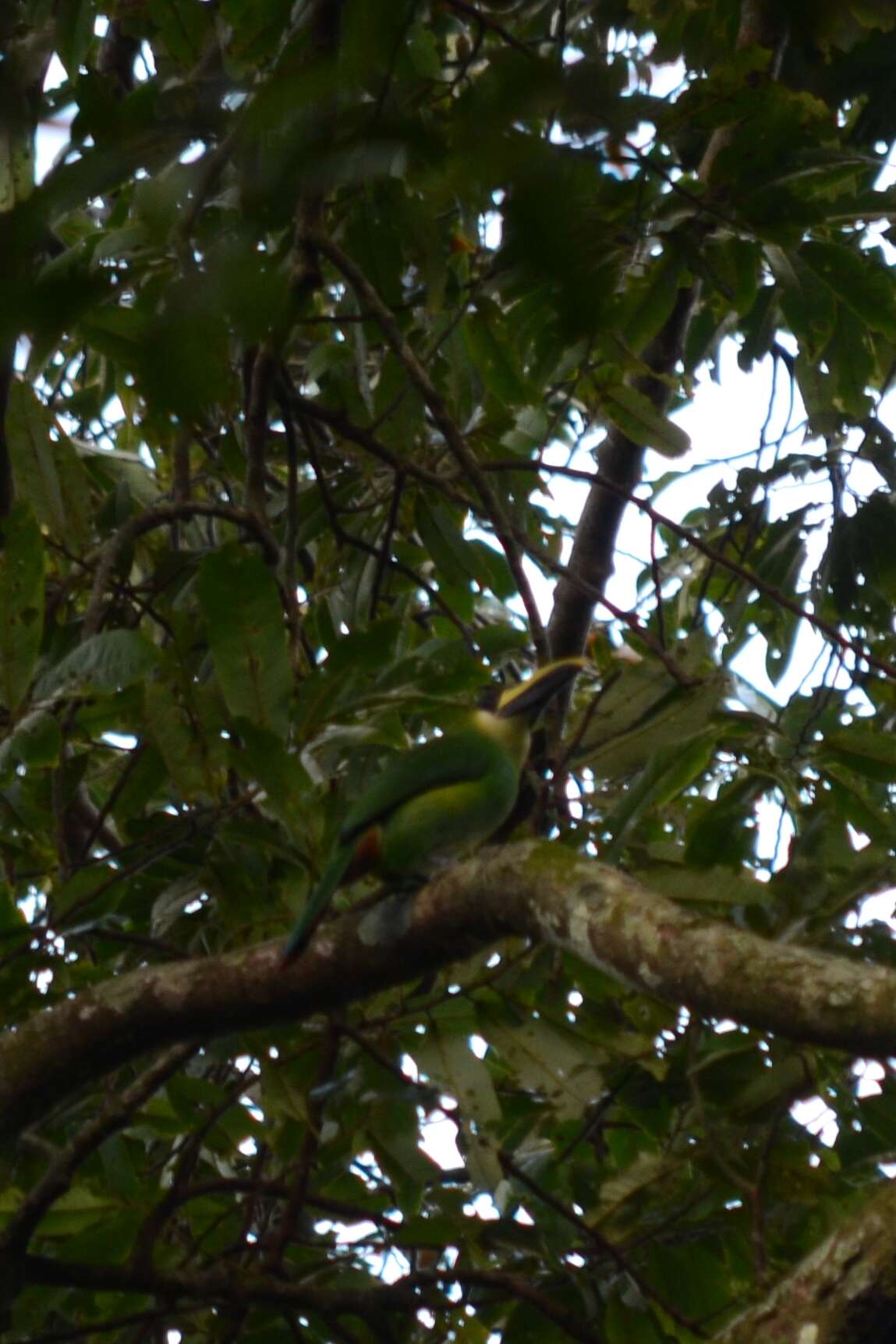 Image de Toucanet émeraude