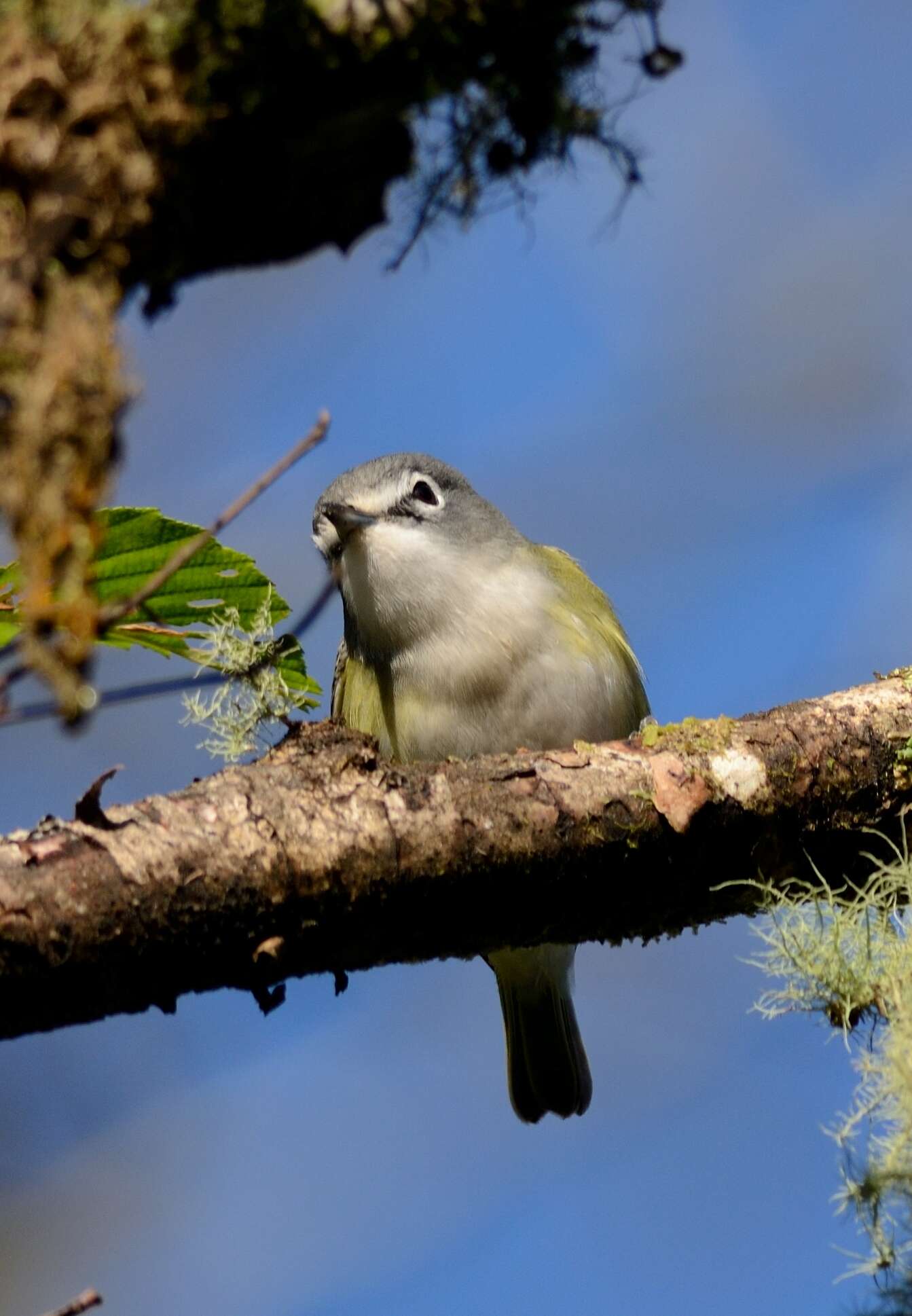 Image of Blue-headed Vireo