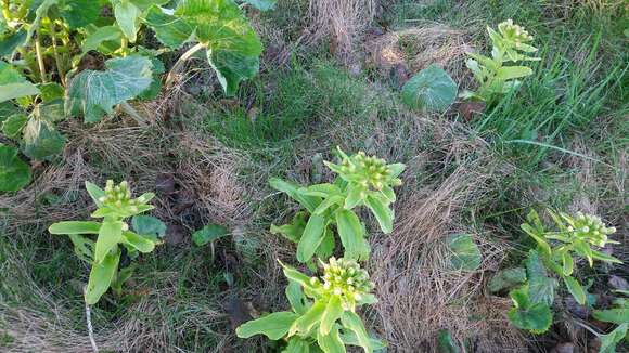 Image of Bog rhubarb