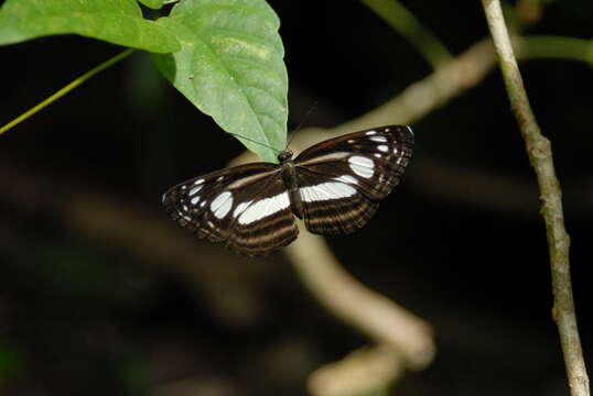 Image of Lasippa illigera Eschscholtz 1821