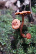 Plancia ëd Lactarius strigosipes Montoya & Bandala 2008