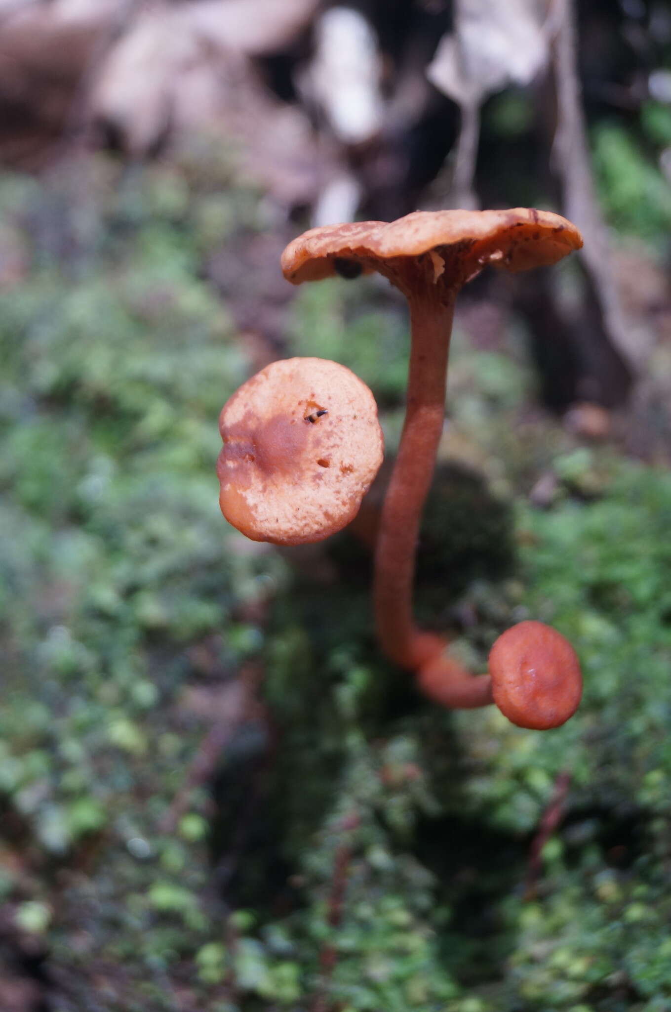 Plancia ëd Lactarius strigosipes Montoya & Bandala 2008