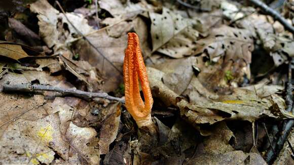 Image of stinkhorn