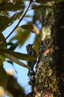 Image of Sapsucker