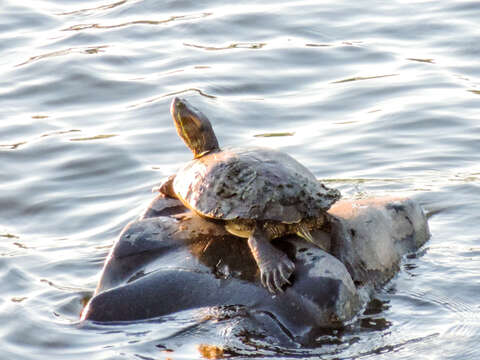 صورة Trachemys yaquia (Legler & Webb 1970)