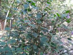 Image of Plectranthus zuluensis T. Cooke