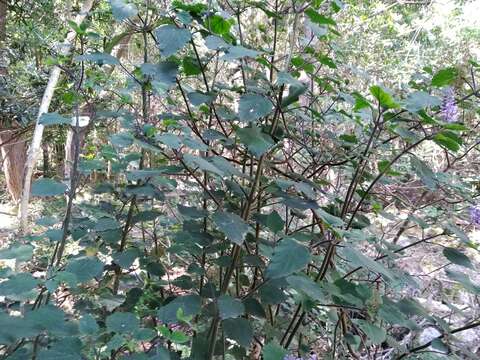 Imagem de Plectranthus zuluensis T. Cooke