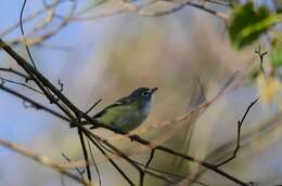 Image of Blue-headed Vireo