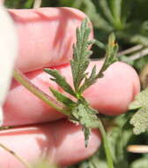 Image of slender cinquefoil