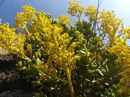 Image of tree stonecrop