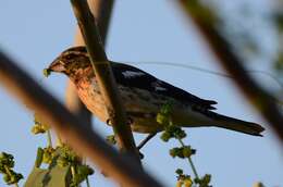 Image of Black-headed Grosbeak