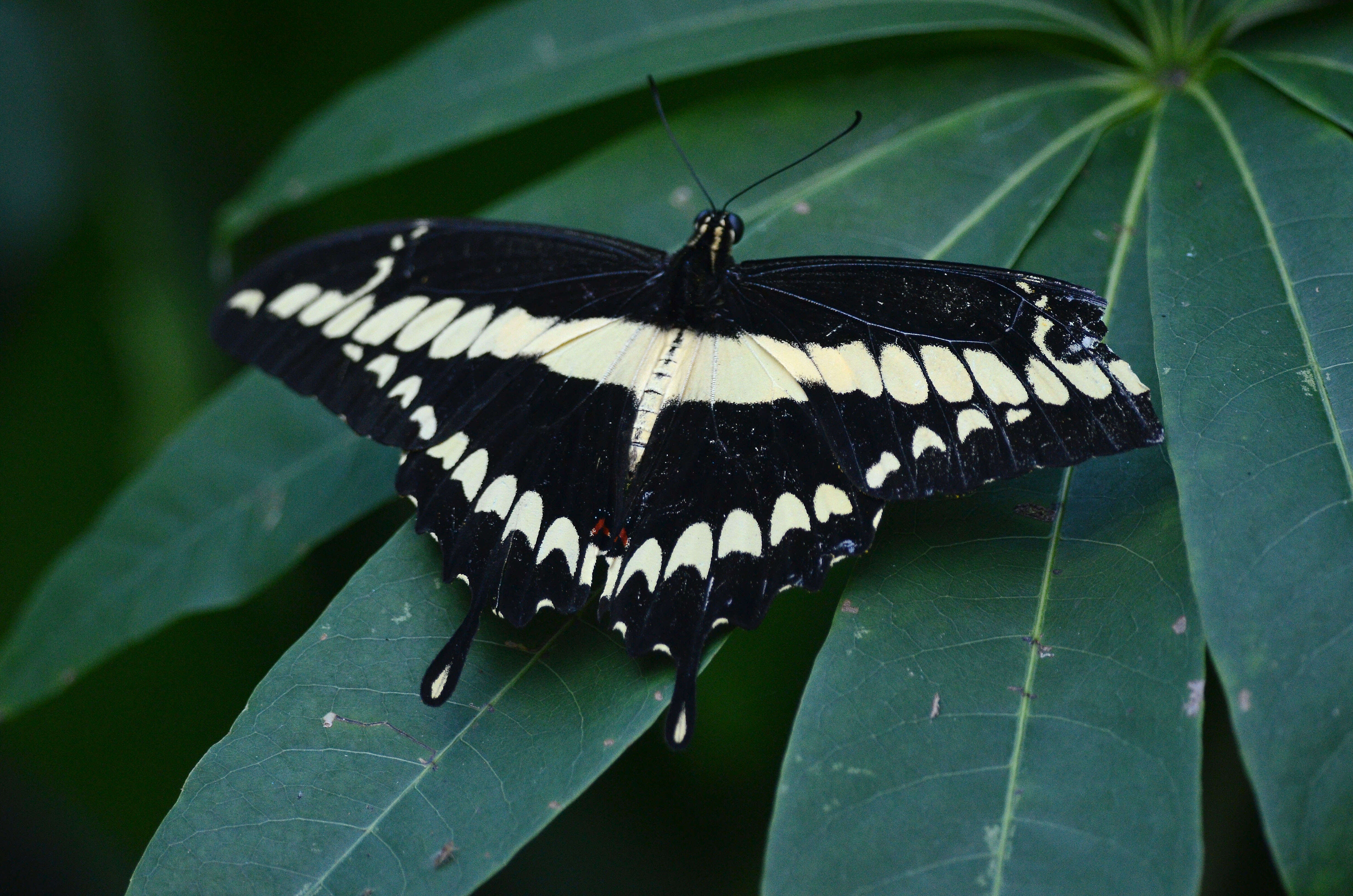 Image of Eastern Giant Swallowtail