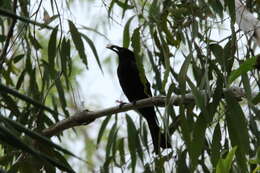 Image of Spangled Drongo