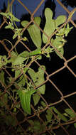 صورة Aristolochia pringlei Rose