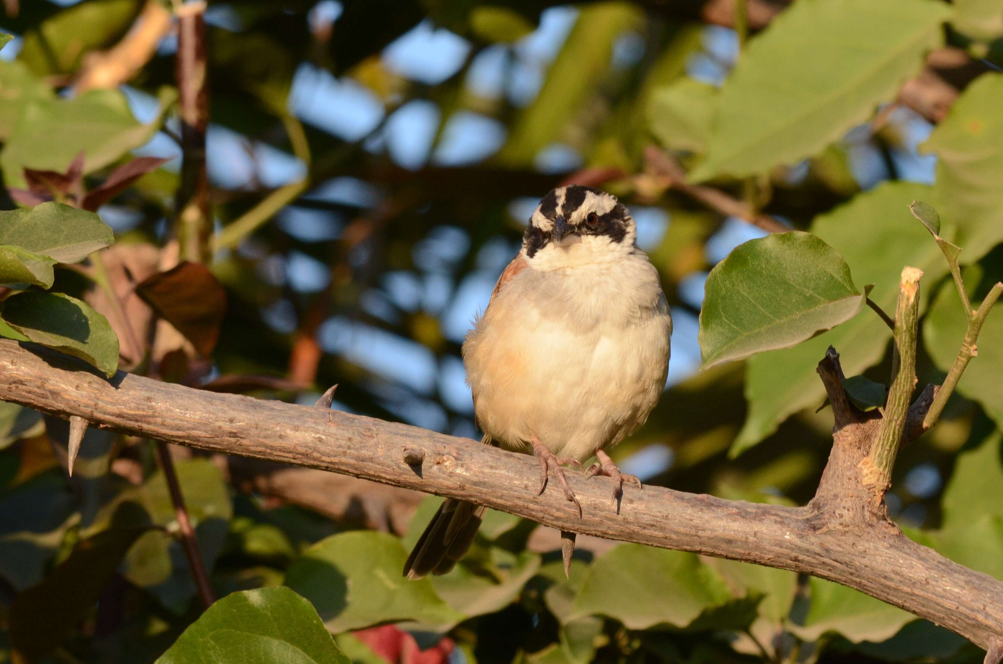 Image de Bruant ligné