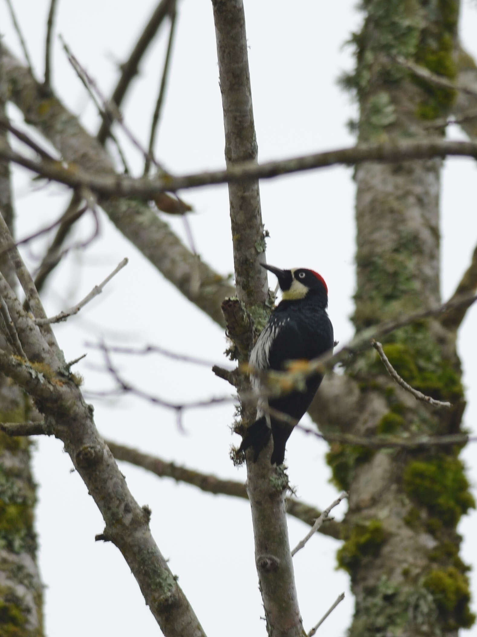 Image of Acorn Woodpecker