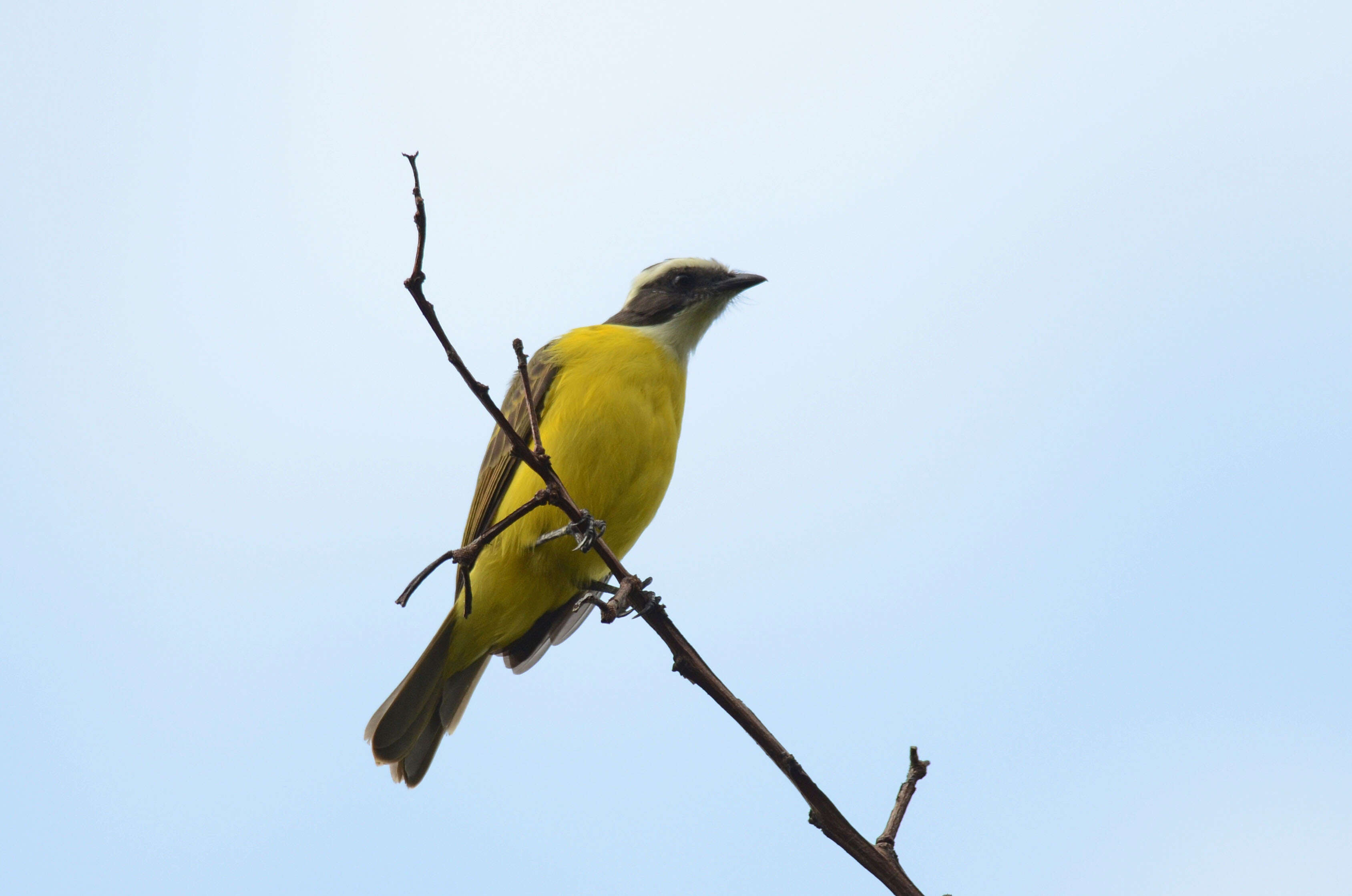 Image of Myiozetetes Sclater & PL 1859