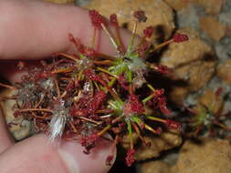 Image of Drosera barbigera Planch.