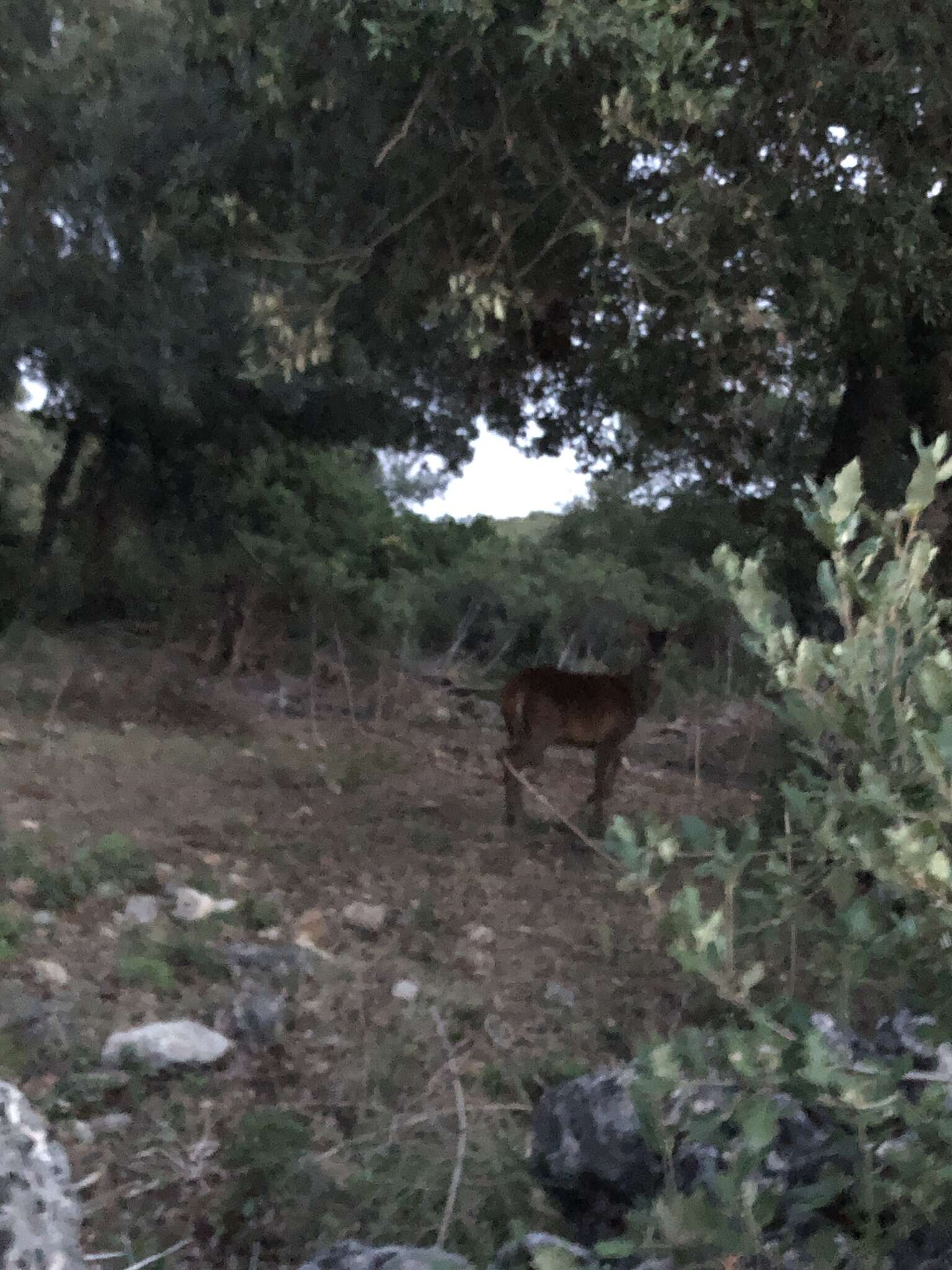 Image of Corsican red deer
