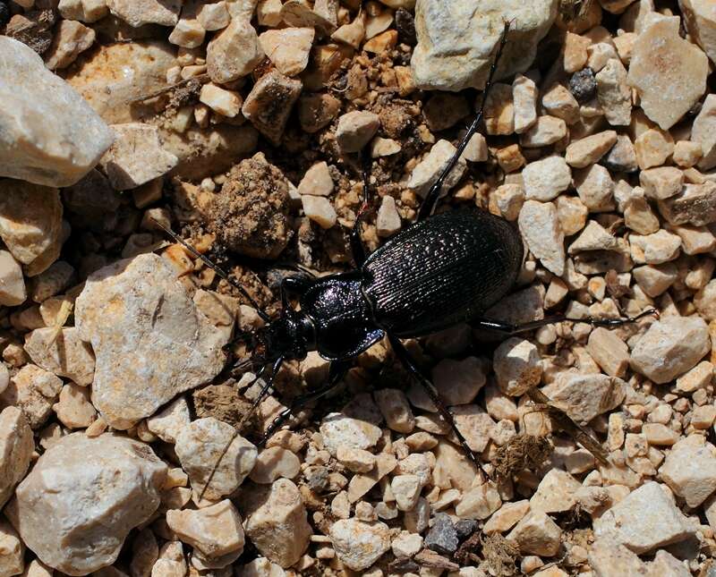 Carabus (Archicarabus) rossii Dejean 1826 resmi