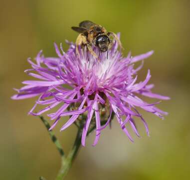 Image of Halictus scabiosae (Rossi 1790)