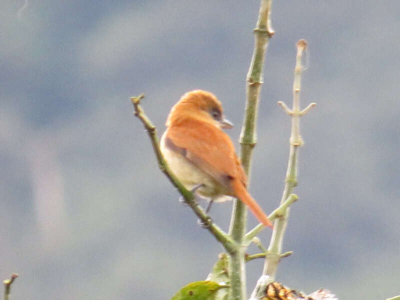 Plancia ëd Pachyramphus cinnamomeus Lawrence 1861